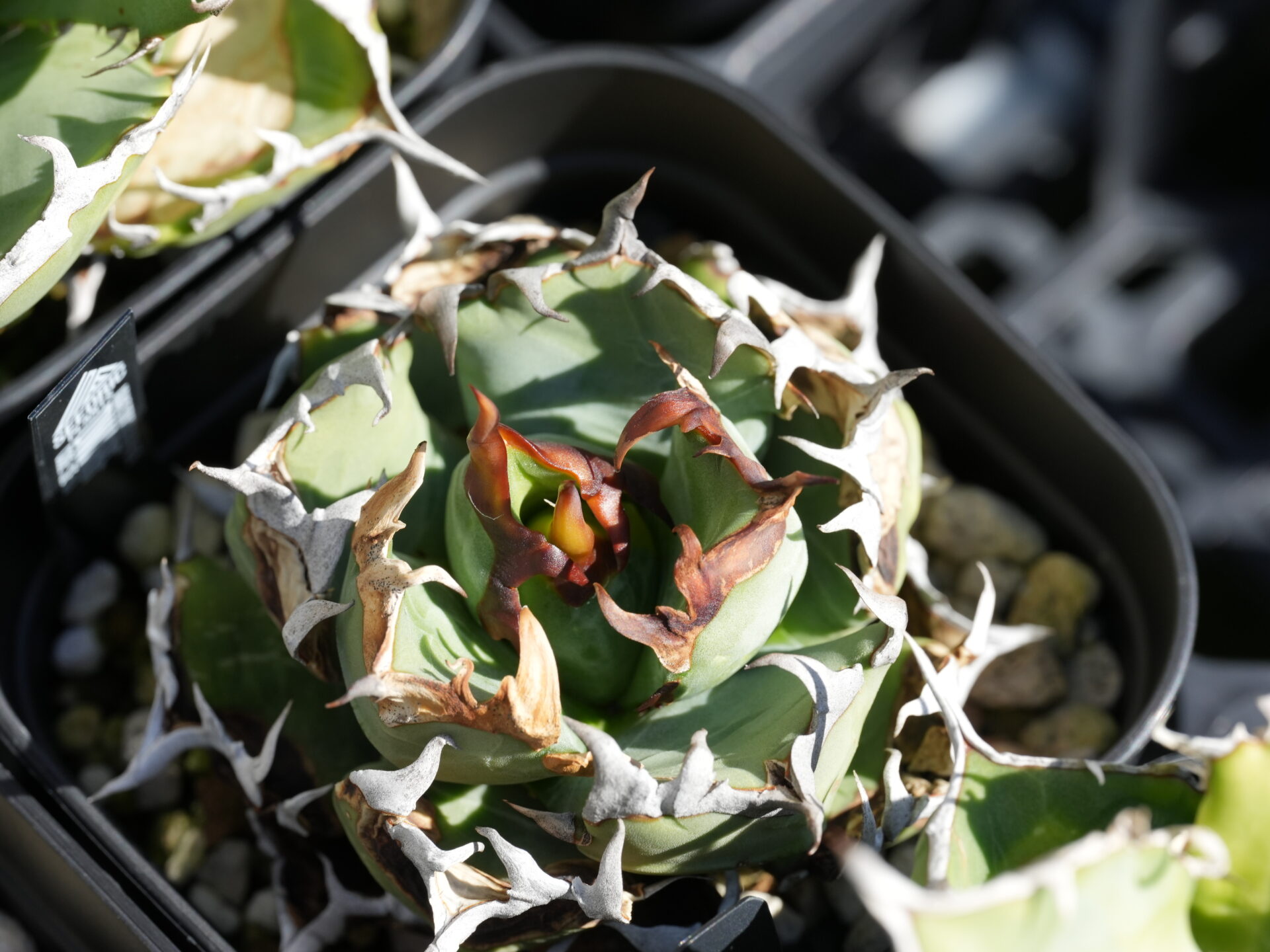 アガベの水やり頻度と方法、季節別の正しいやり方 - セドリック