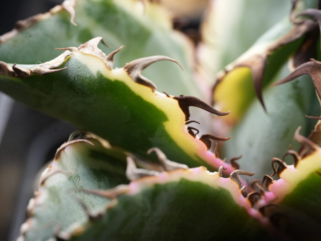 アガベ・チタノタとオテロイの斑入り比較｜希少な斑入り株の魅力を