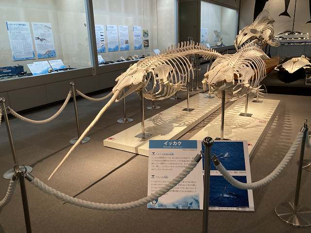 ブラヒロシ】県中央博の「鯨」展を観ました。 [ 長谷川 洋 ] | 聖徳