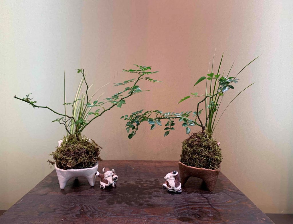 彩花盆栽教室ビギナー1年目「苔玉づくり」saika bonsai 彩花盆栽教室