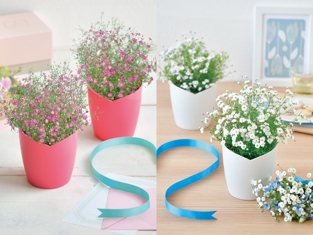 ふんわりかすみ草栽培セット｜中級〜上級者向けの花栽培キット