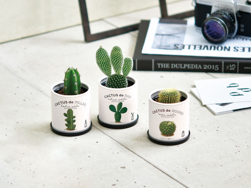 サボテンを種から育てる｜CACTUS de CACTUS カクタスでカクタス