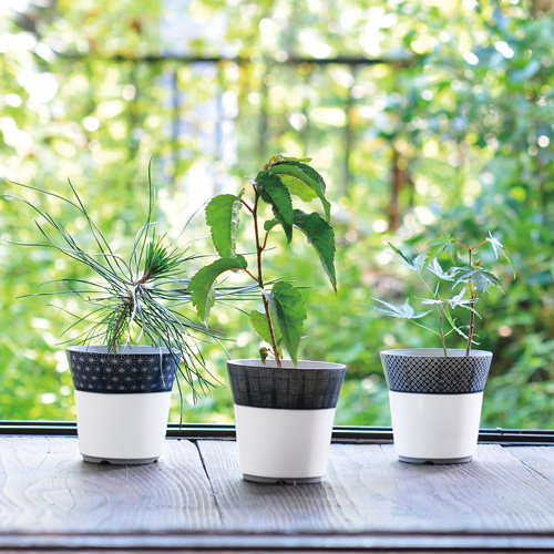 染付小紋 盆栽栽培セット｜人気の盆栽キット インバウンドで人気