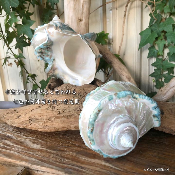 沖縄県宮古島産 天然夜光貝【研磨加工済】13BU - SCIENCE FACTORY ltd.