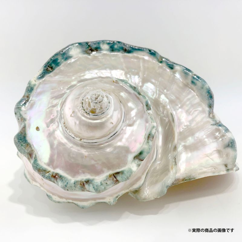 沖縄県宮古島産 天然夜光貝【研磨加工済】19BU - SCIENCE FACTORY ltd.