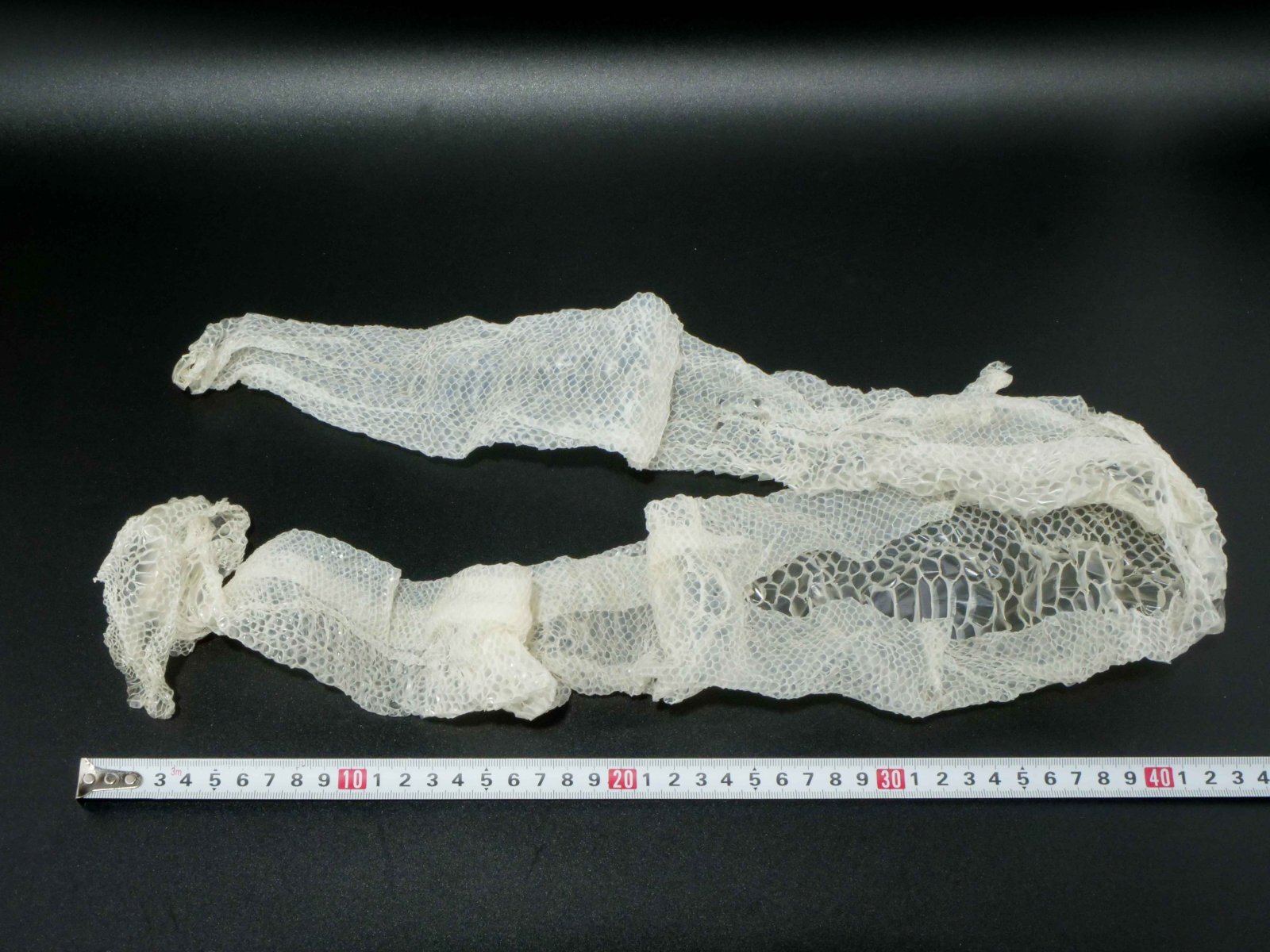 赤目・白蛇の抜け殻 130cm 縁起物 金運 S17