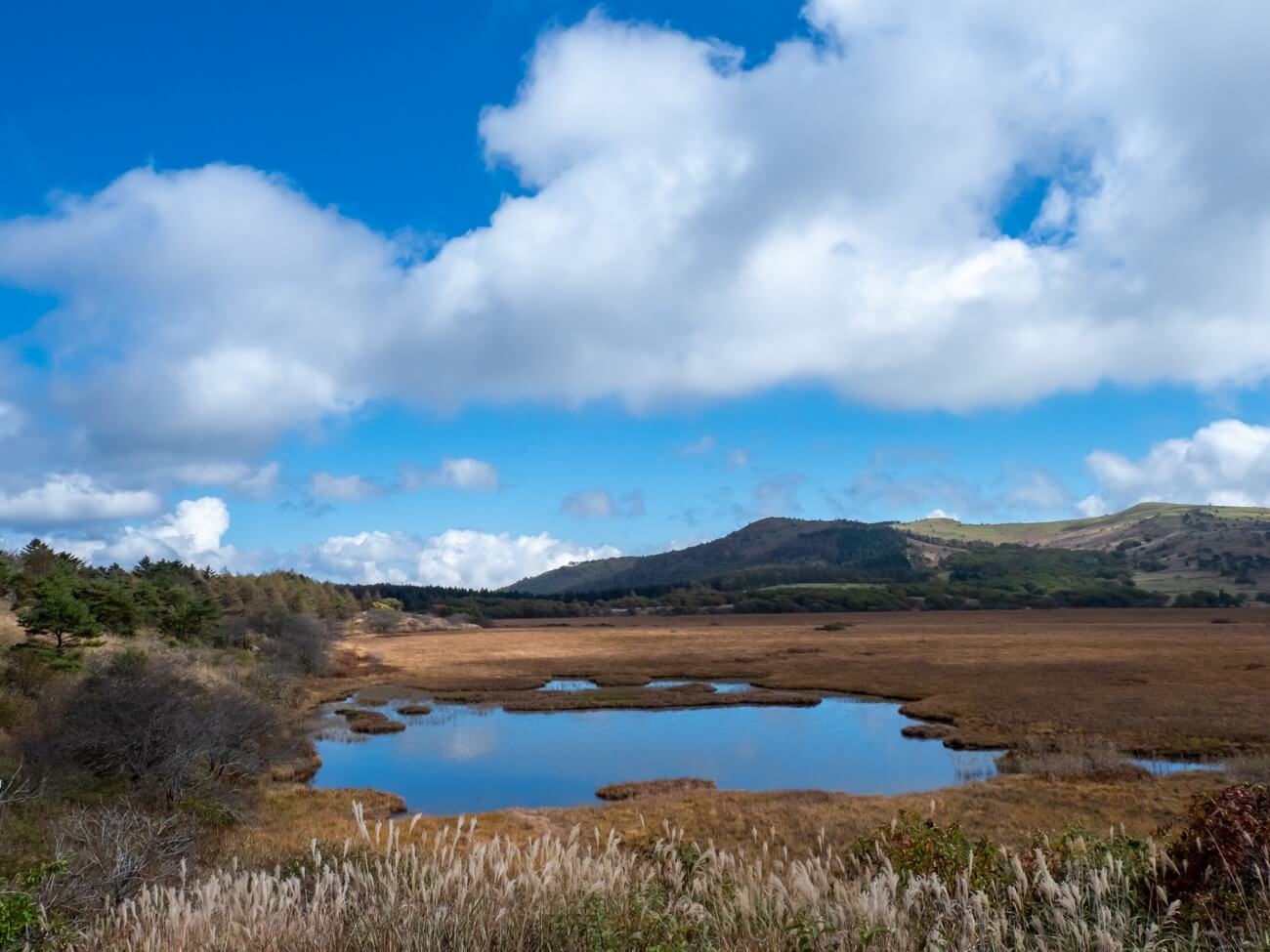 紅葉真っ盛り！八島湿原を歩く1周90分のハイキングコース｜霧ヶ峰高原