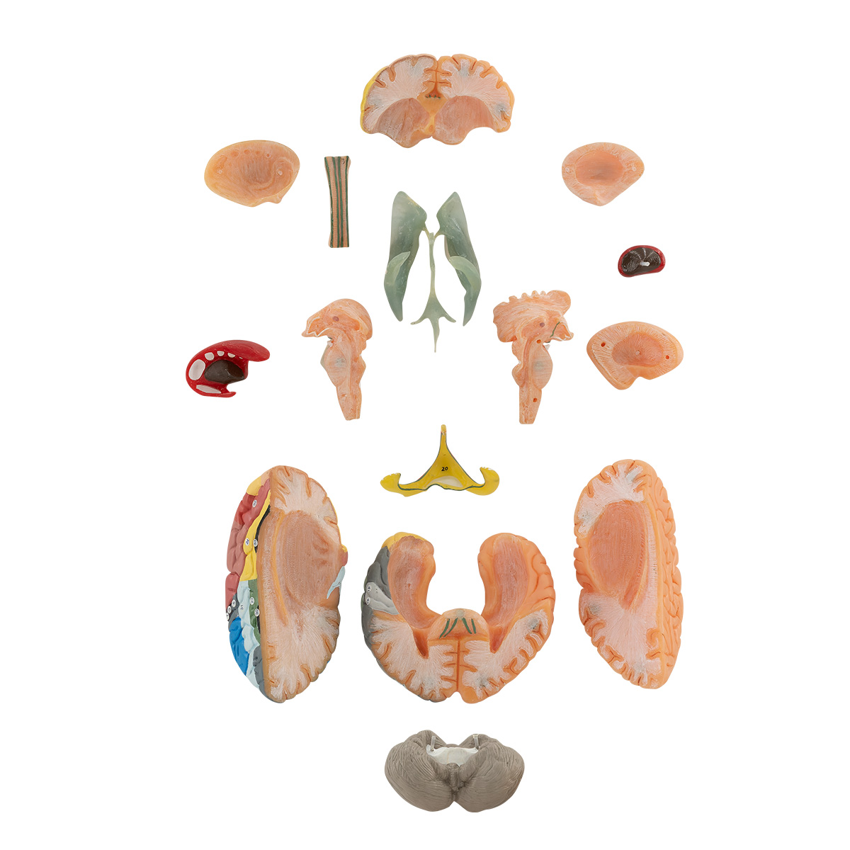 Brain With Colored Brodmann Areas - SIM-MOD