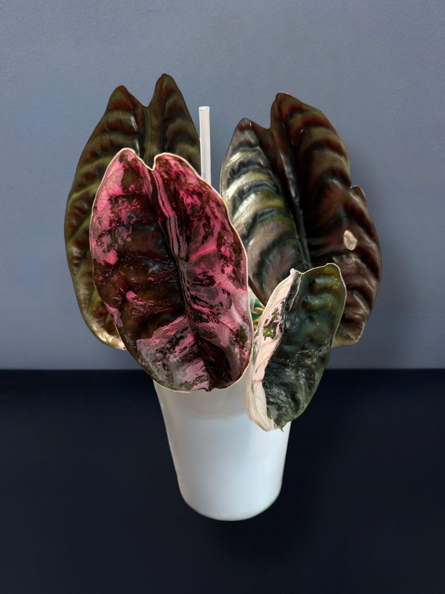 Alocasia Cuprea Pink Variegated – Siamplantes