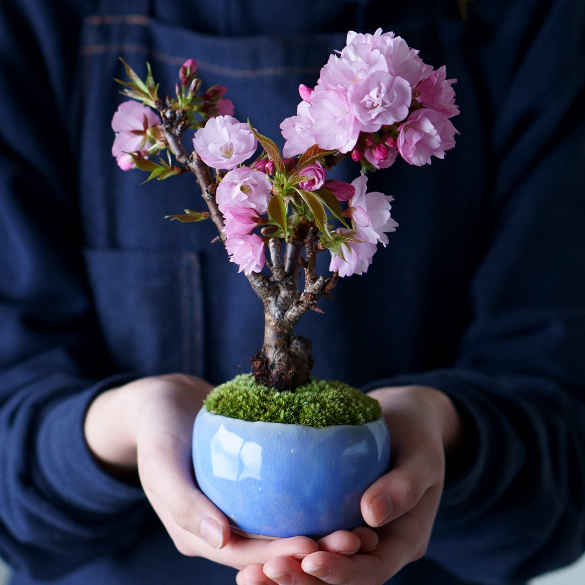 受注販売】四季と盆栽〈春〉 ｜ 旭山桜