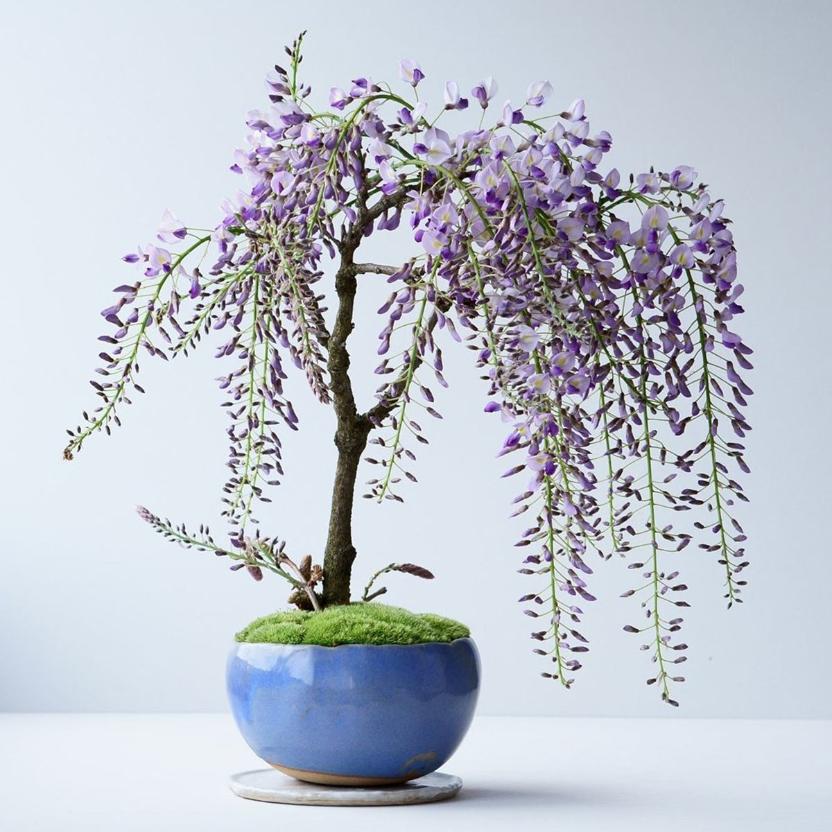 受注販売】四季と盆栽〈春〉 ｜ 藤