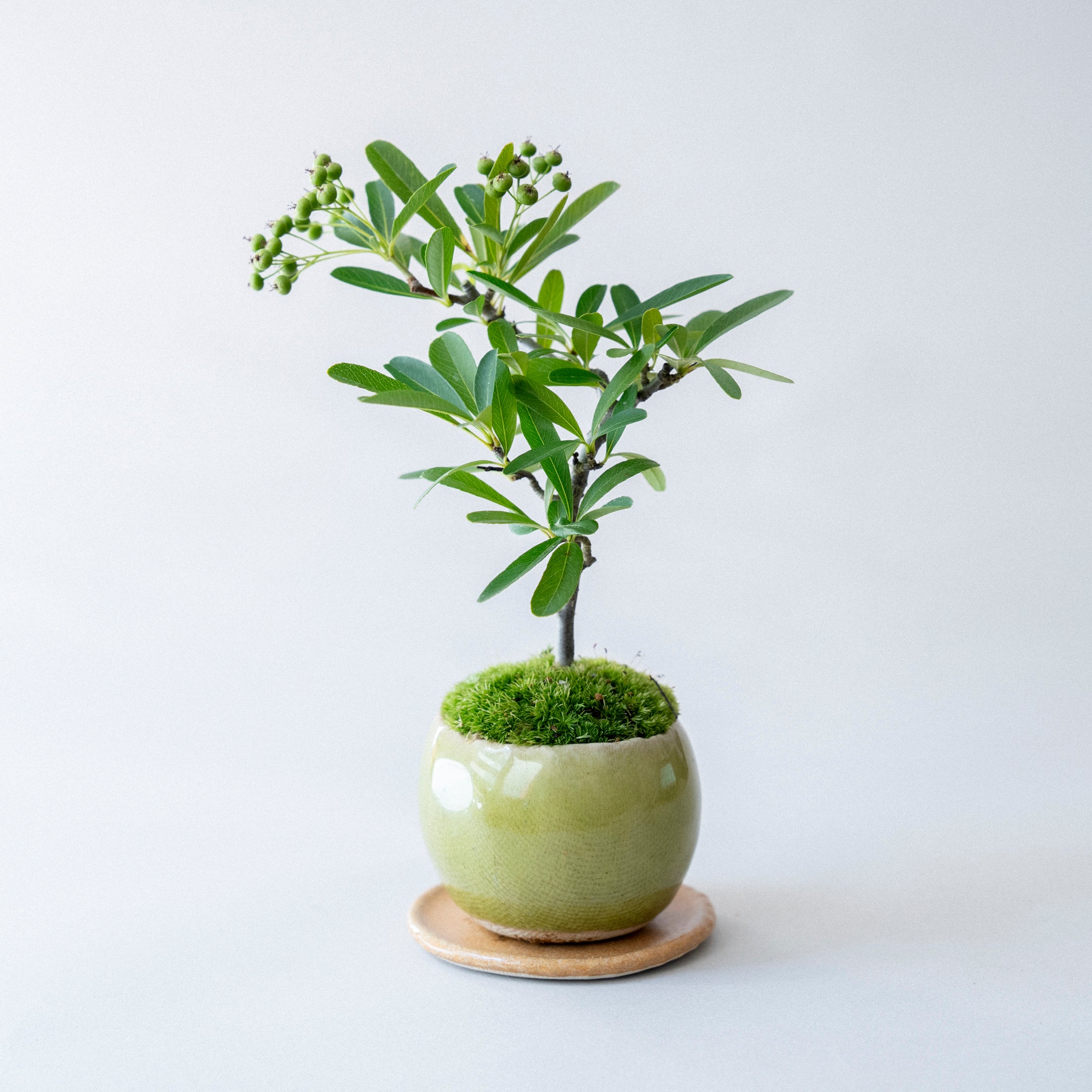 受注販売】四季と盆栽 《秋》 ｜ トキワサンザシ