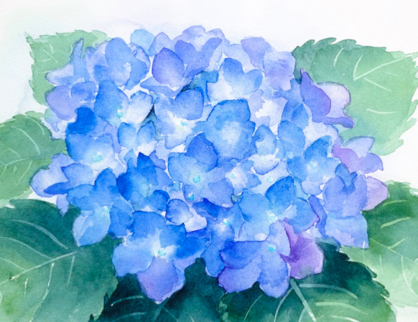 透明水彩で描く紫陽花 - 横浜のアートスタジオ／Sissi（シシ）