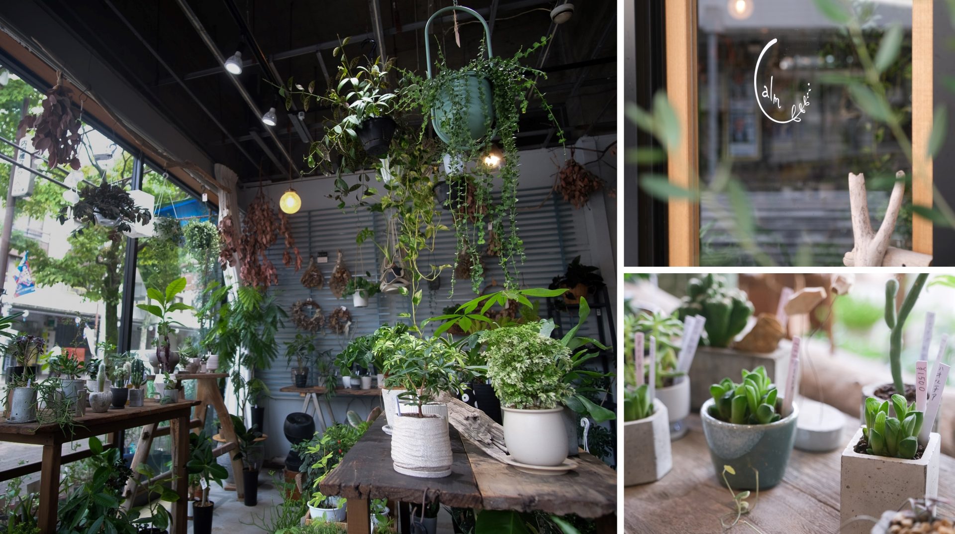 植物への愛が人の交流を生み出した。Calm植物店が内田橋商店街に蒔いた