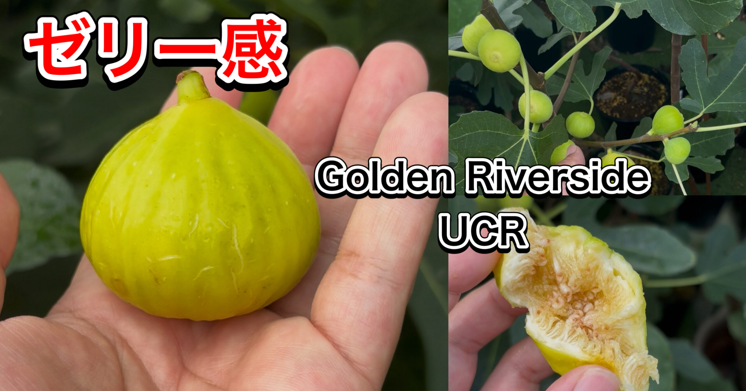 ゴールデンリバーサイド（Golden Riverside UCR）完全ガイド｜ゼリー食