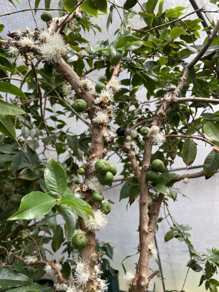 ジャボチカバって美味しいの？【味・育て方・耐寒性】すべてを徹底解析