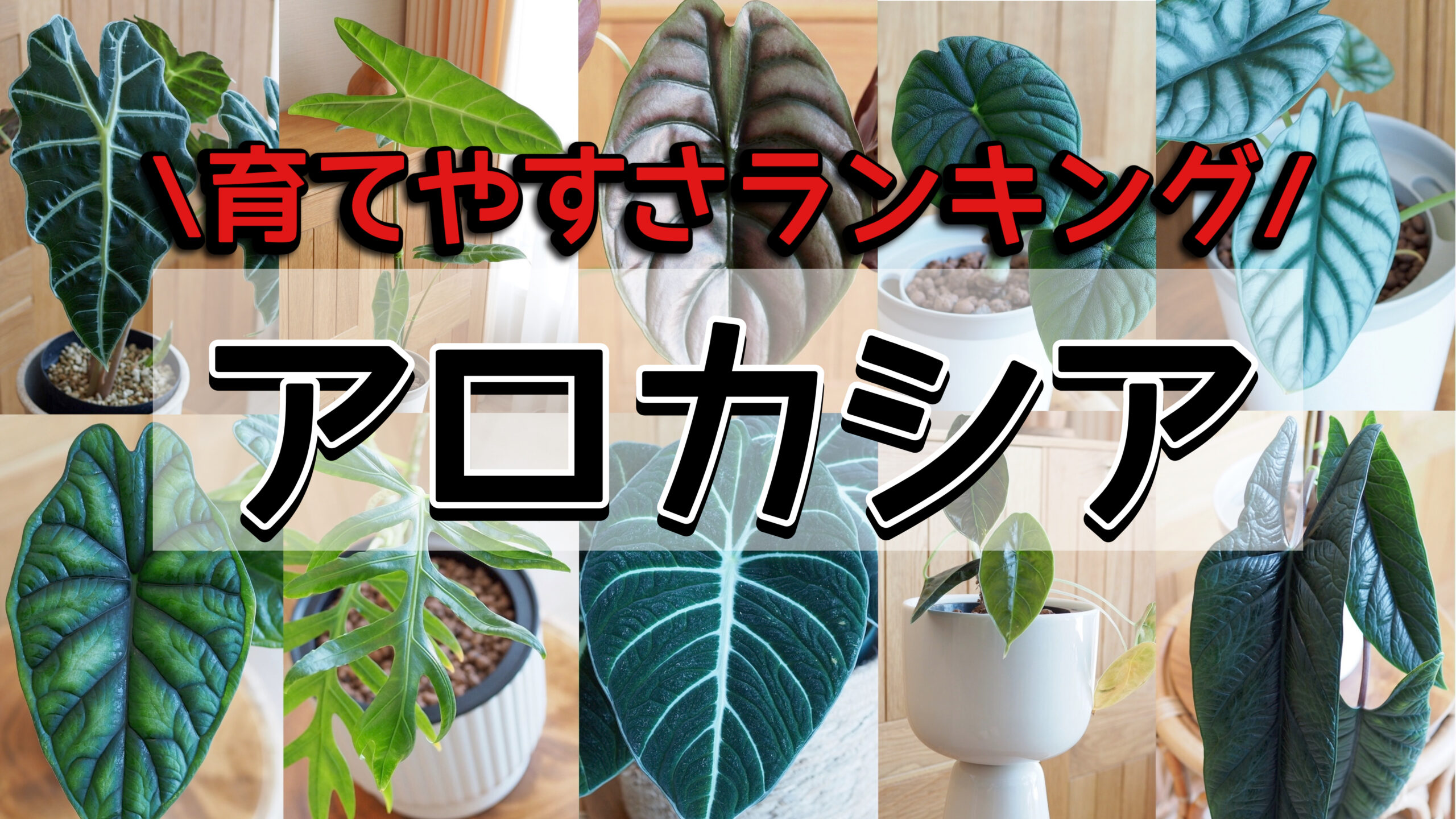 アロカシア】育てやすさランキング | 植物属インテリア科