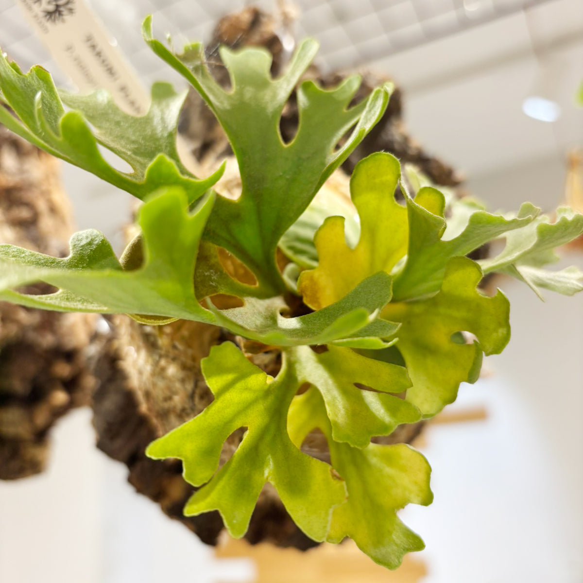 コウモリラン】小型｜ビカクシダ・リドレイ・ドワーフシルバー コルク