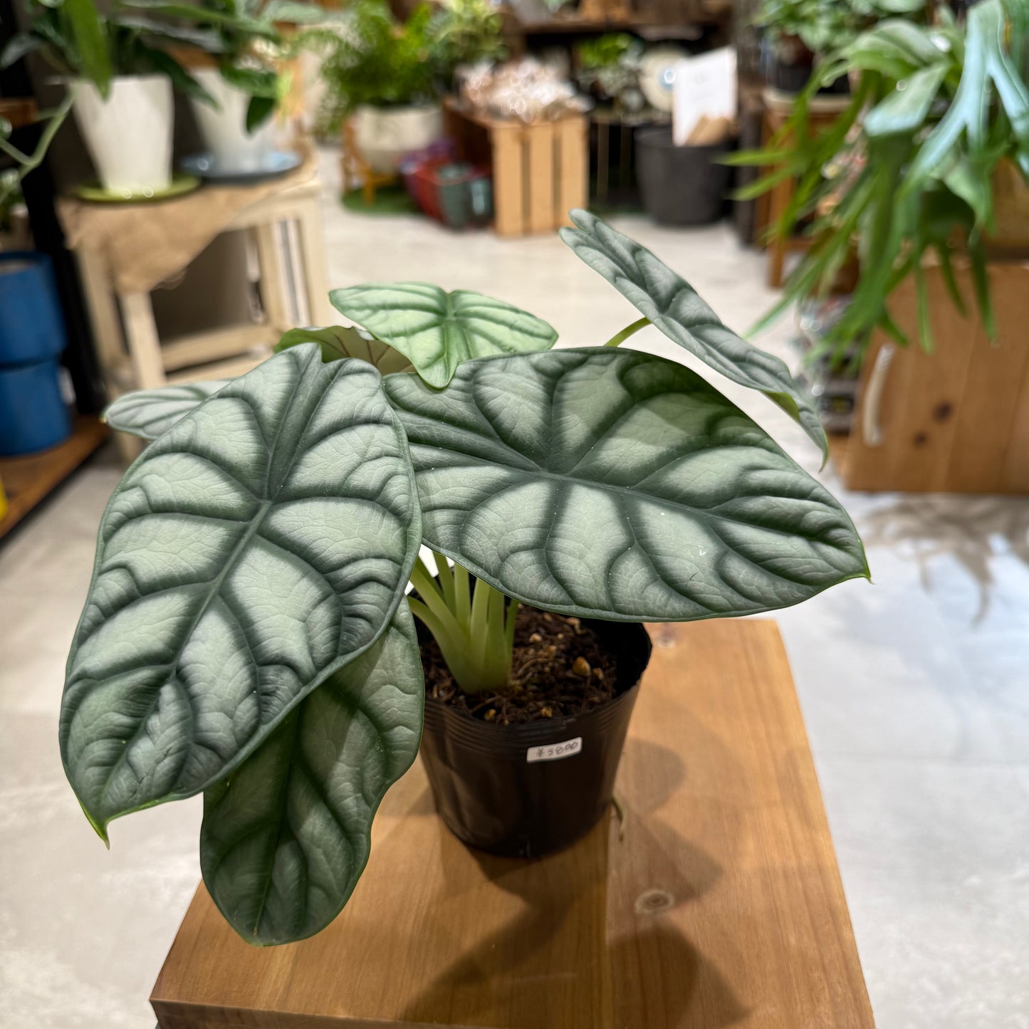 レア品種】アロカシア・シルバードラゴン｜観葉植物 – hanna