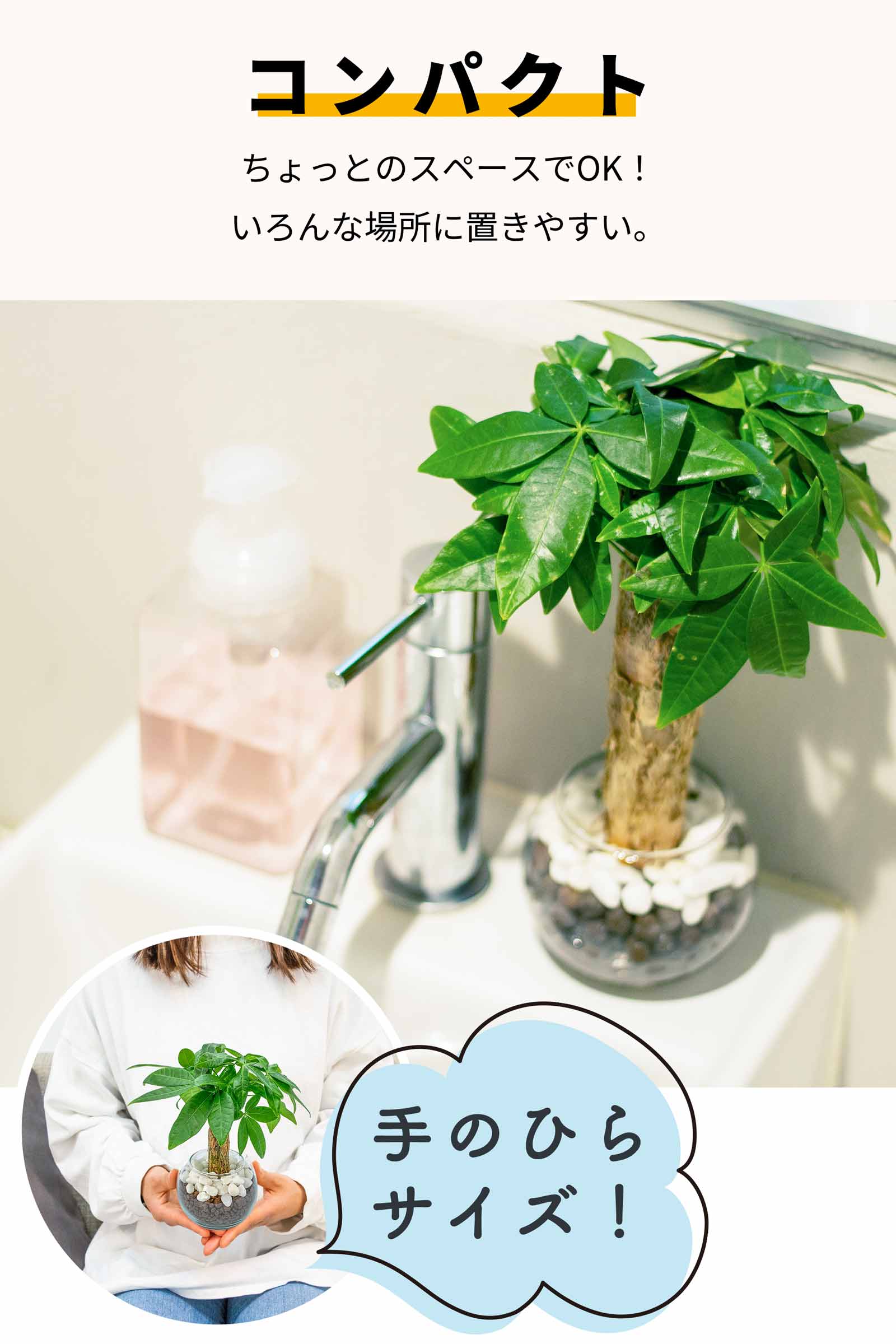 カポックとパキラの違いと見分ける方法を徹底解説！ – miipas