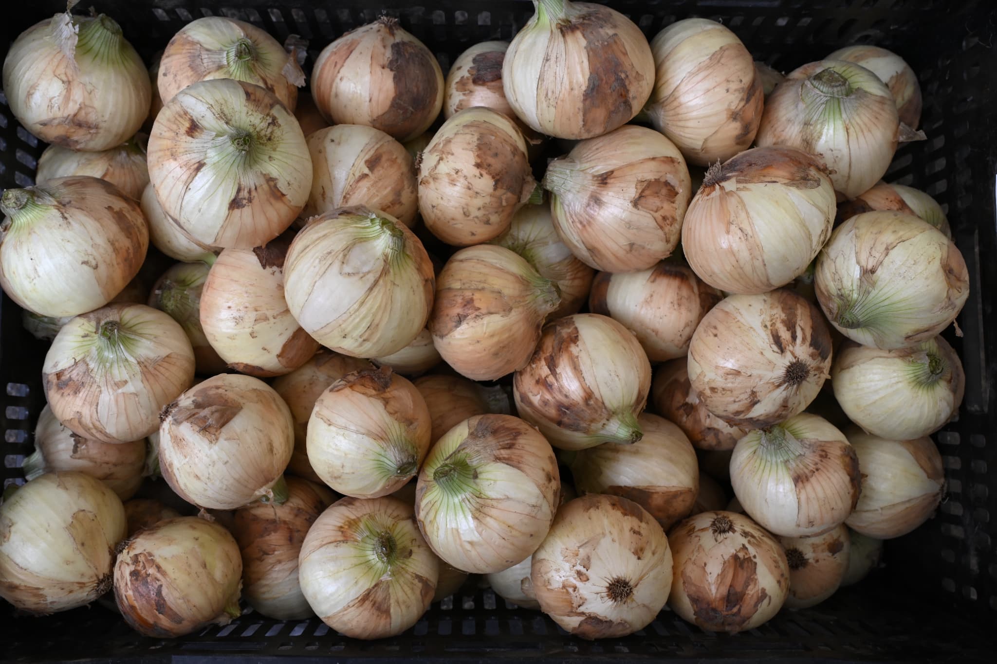 ハイパーリニア玉葱 – 松永種苗