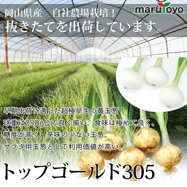 玉ねぎ苗 極早生 トップゴールド 50本 – マルトヨコーポレーション