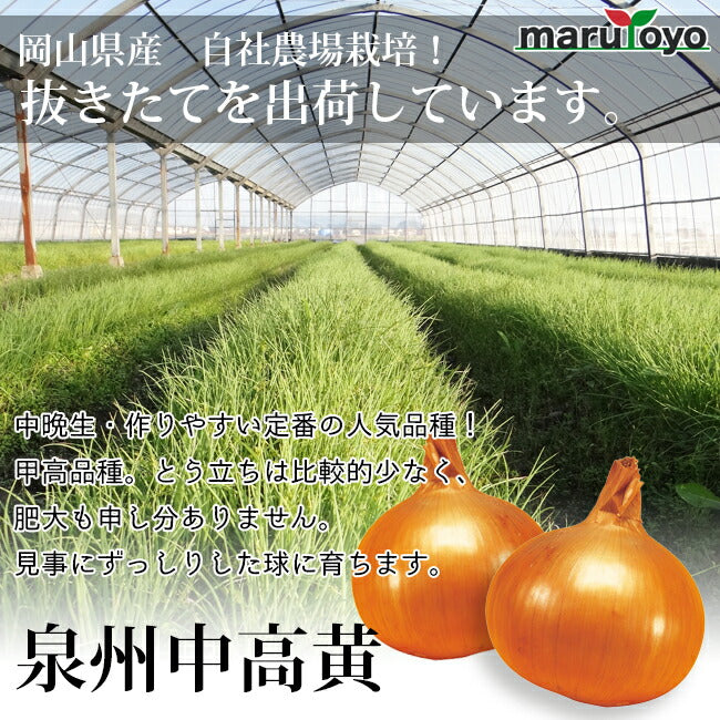 玉ねぎ苗 中晩性 泉州中高黄 50本 – マルトヨコーポレーション