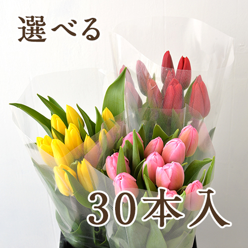 新潟直送計画】チューリップ アソート（切り花） – フラワーファームしろね