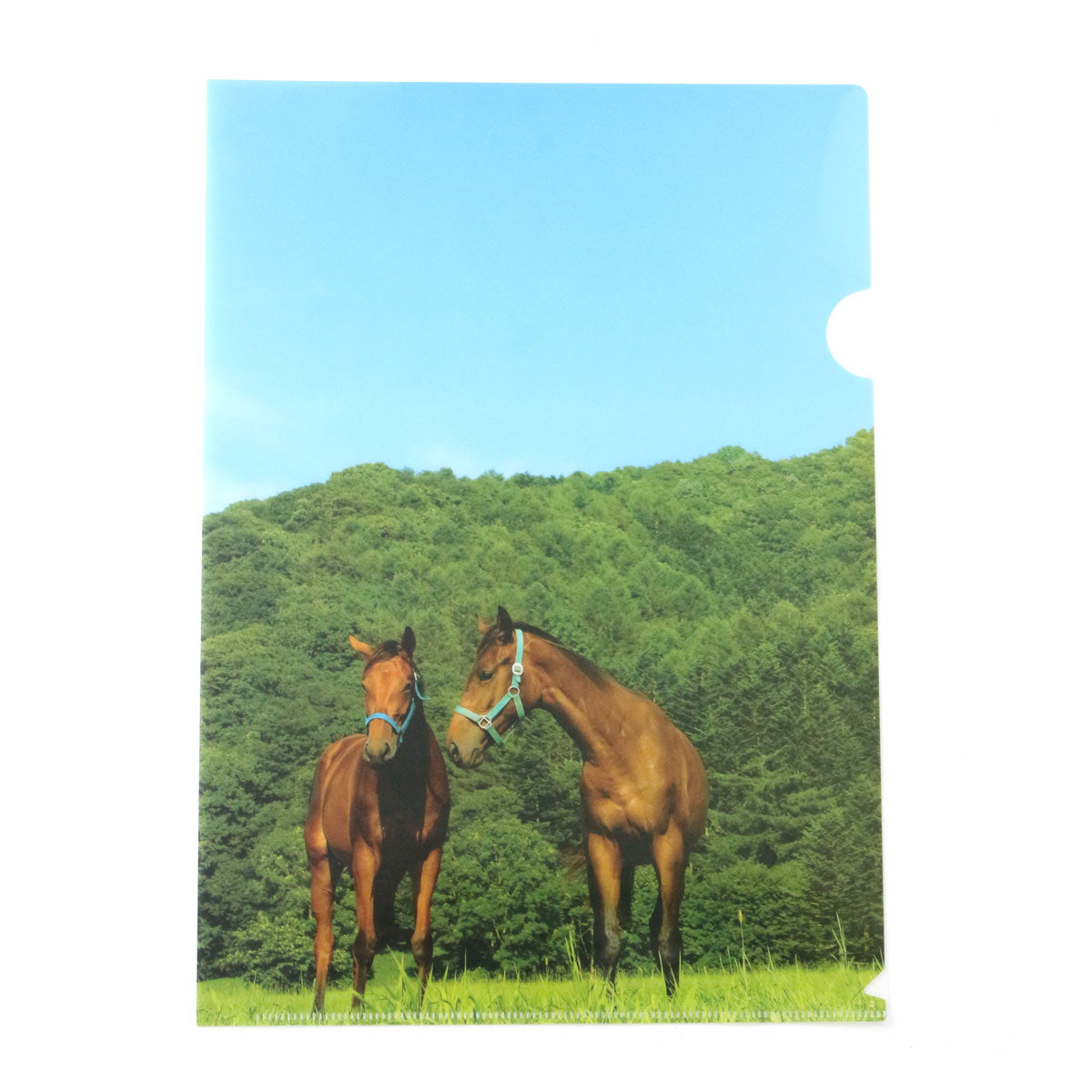 牧場クリアファイル 3枚セット - 競馬グッズの通販サイト ノーザン