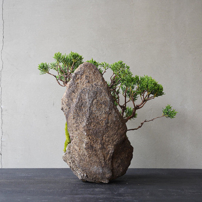 ○23-SJ3 鞍馬鉢 月小 真柏 石付き – 雨晴/AMAHARE