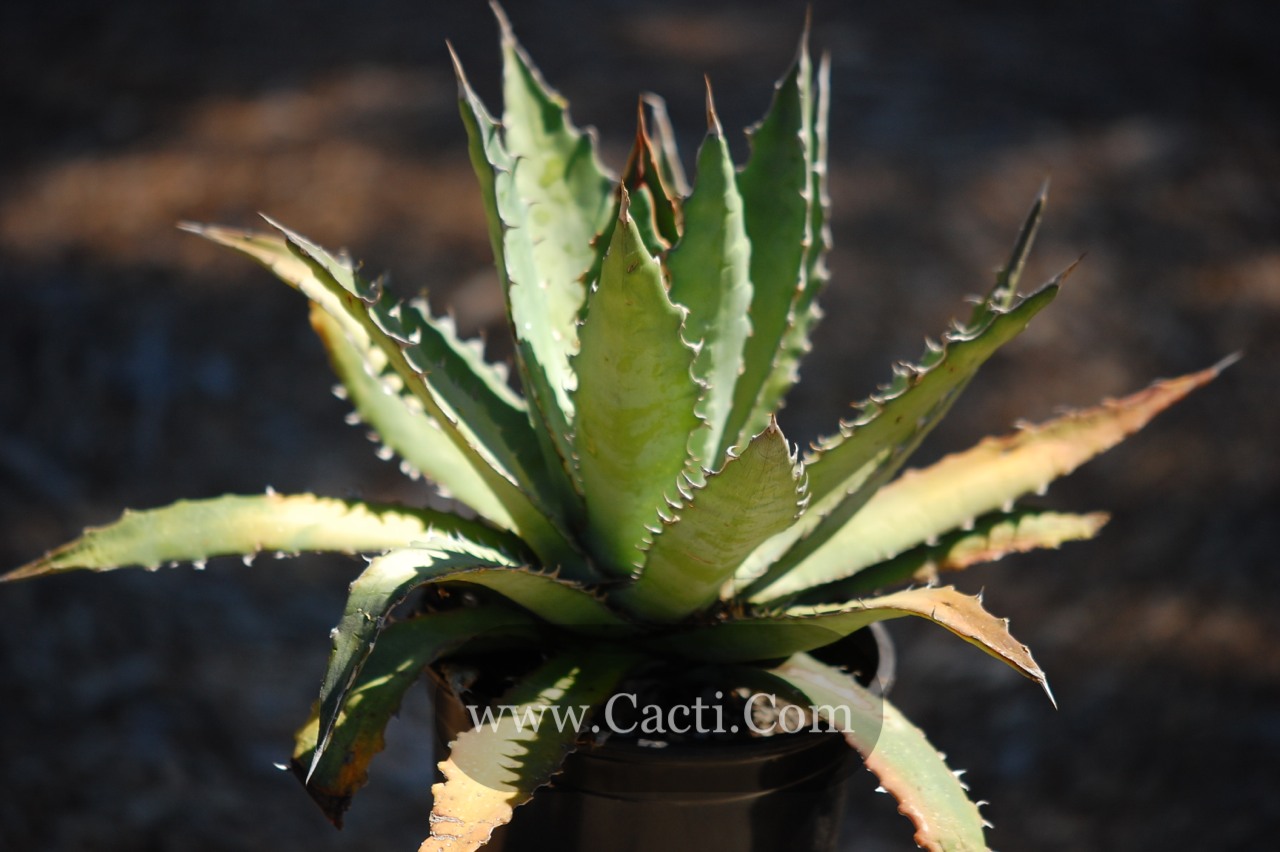 Agave horrida - Cacti.com
