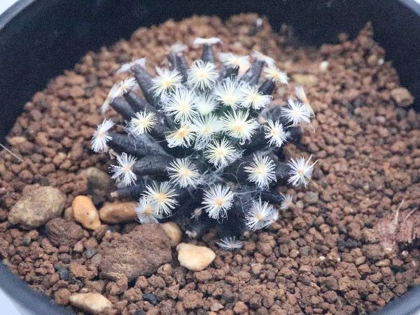 多肉植物・サボテン販売～PICO庵～ / マミラリア属