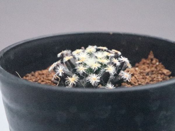 多肉植物・サボテン販売～PICO庵～ / マミラリア属 黒肌明星