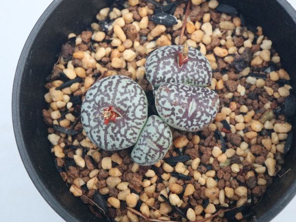 多肉植物・サボテン販売～PICO庵～ / コノフィツム属