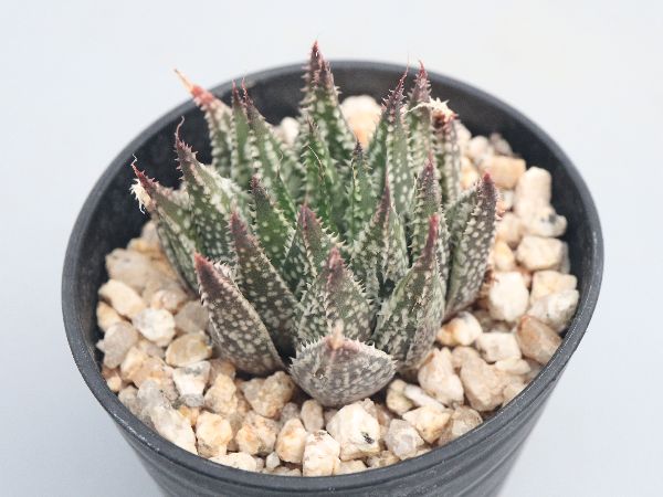 多肉植物・サボテン販売～PICO庵～ / ハオルチア属