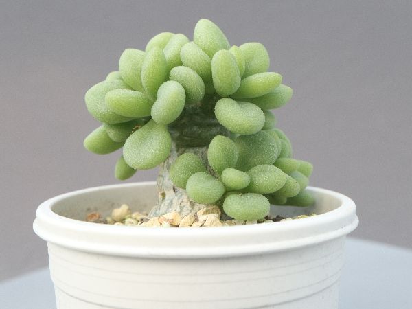 多肉植物・サボテン販売～PICO庵～ / チレコドン属 デシピエンス