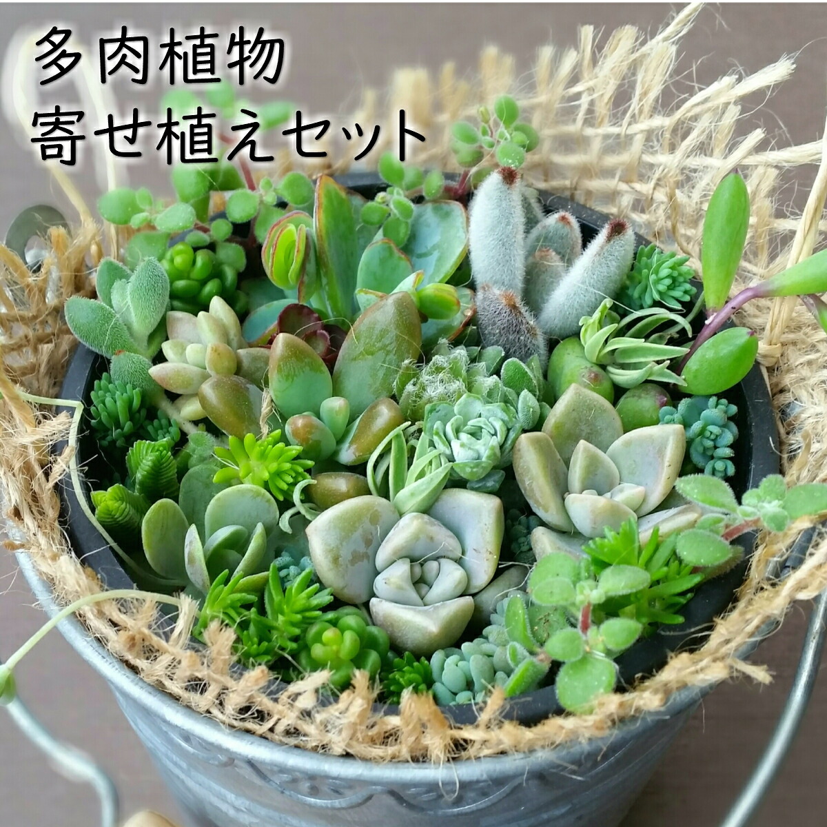 楽天市場】多肉植物！！ 寄せ植えセット (鉢&土&麻布セット) ギフト