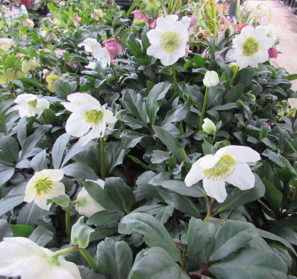 楽天市場】クリスマスローズ ニゲル 八重咲き セントフェイ 3号苗 原種