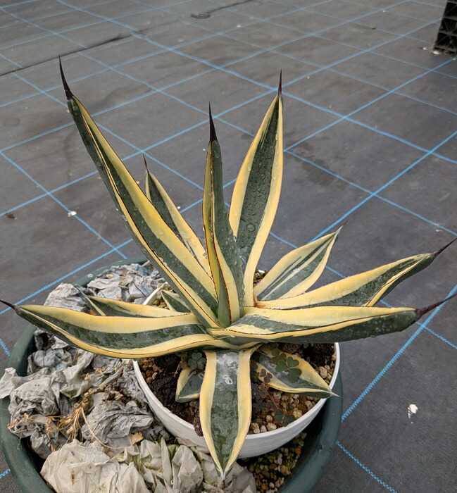 楽天市場】【現品発送】アガベ 華厳 (アガベ アメリカーナメディア