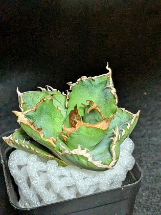 楽天市場】現品◇アガベ チタノタ プテラノドン 翼竜◇ベアルート苗