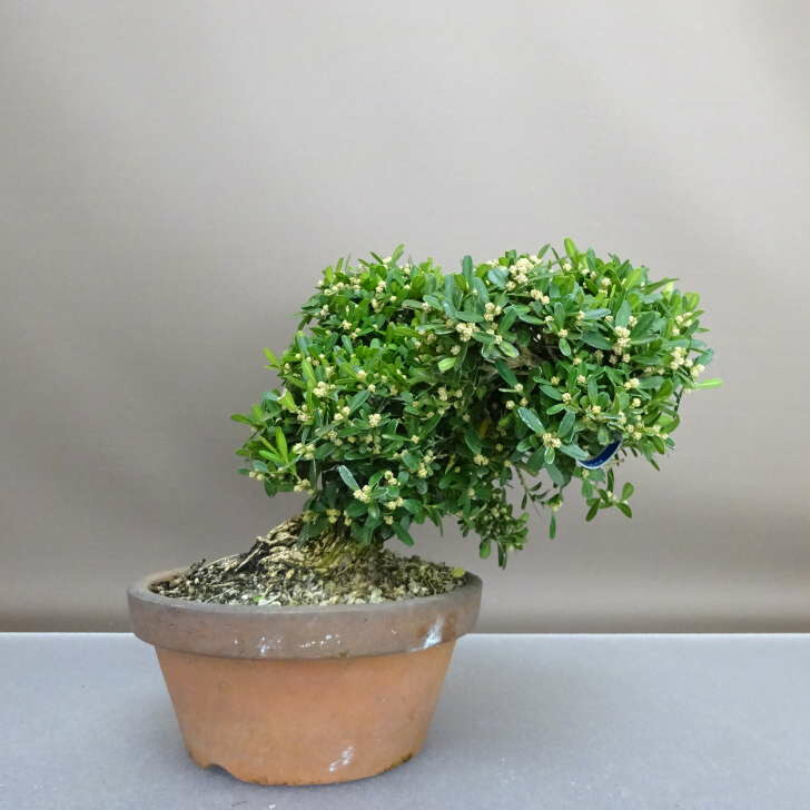 楽天市場】苗：台湾つげ*タイワンツゲ : 遊恵盆栽 楽天市場店