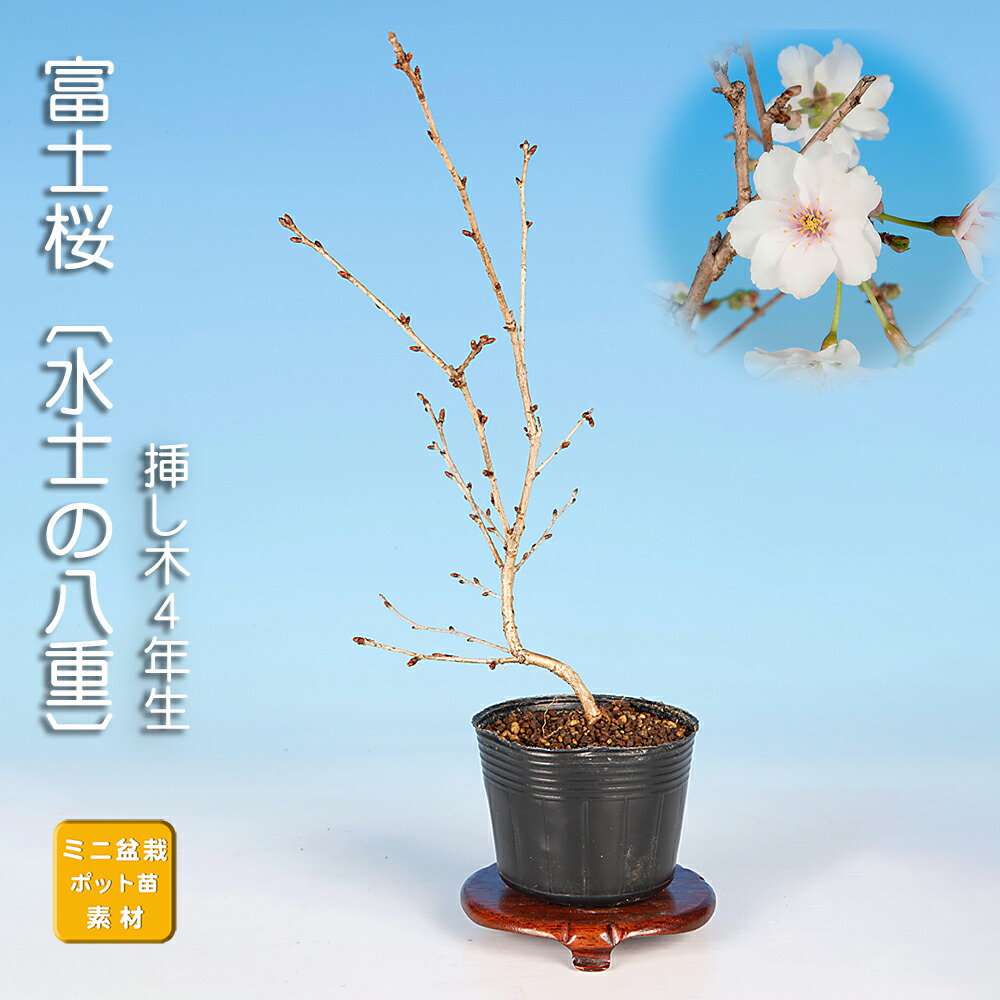 楽天市場】盆栽 富士桜 喜多の花 サクラ さくら 桜 フジザクラ