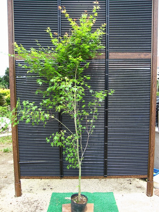 楽天市場】イロハモミジ 株立ち 苗木 樹高約1.4m《新緑の涼しさと紅葉