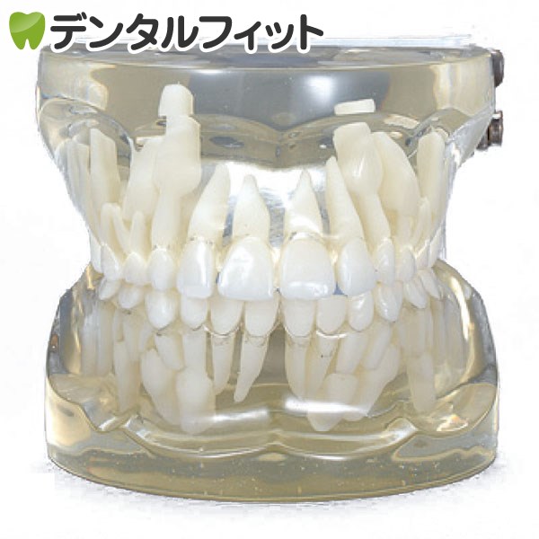 楽天市場】補綴修復用顎模型 (NISSIN DENTAL MODEL) (D16FE-500A(GSF