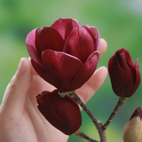 楽天市場】モクレン ジェニー 苗木 6号 ポット植え(z00-2) : 千草園芸