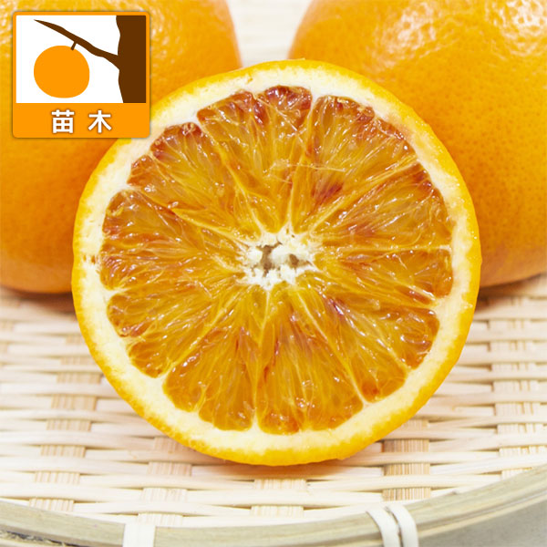 楽天市場】果樹 ブラッドオレンジ タロッコ 苗木 3年生 接ぎ木 : 園芸