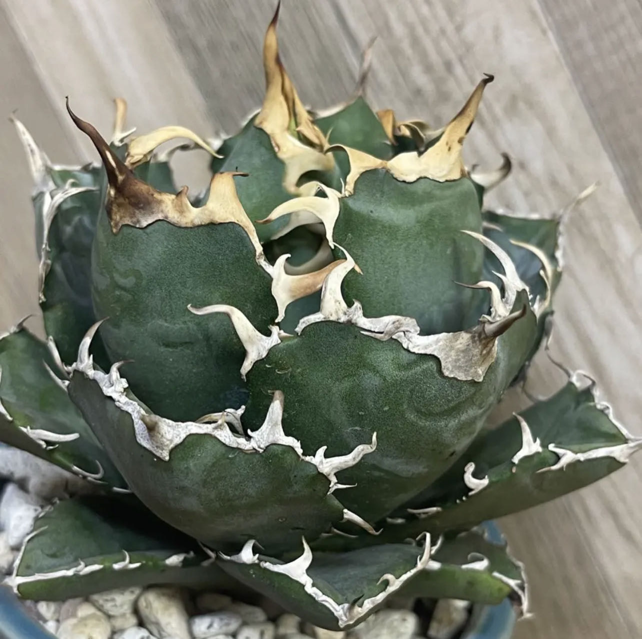 楽天市場】極上株アガベチタノタ ブラックアンドブルー 強棘 黒刺 2株