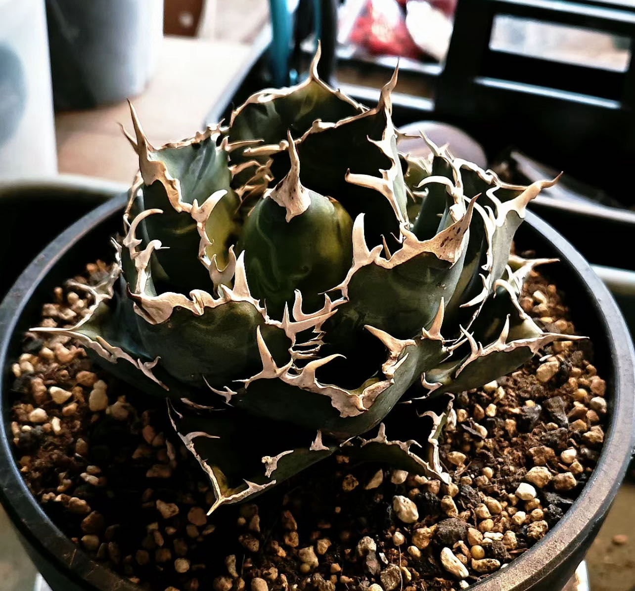 楽天市場】アガベ チタノタ （ HX)黒犀白鯨 スーパーチタノタ 悪魔くん