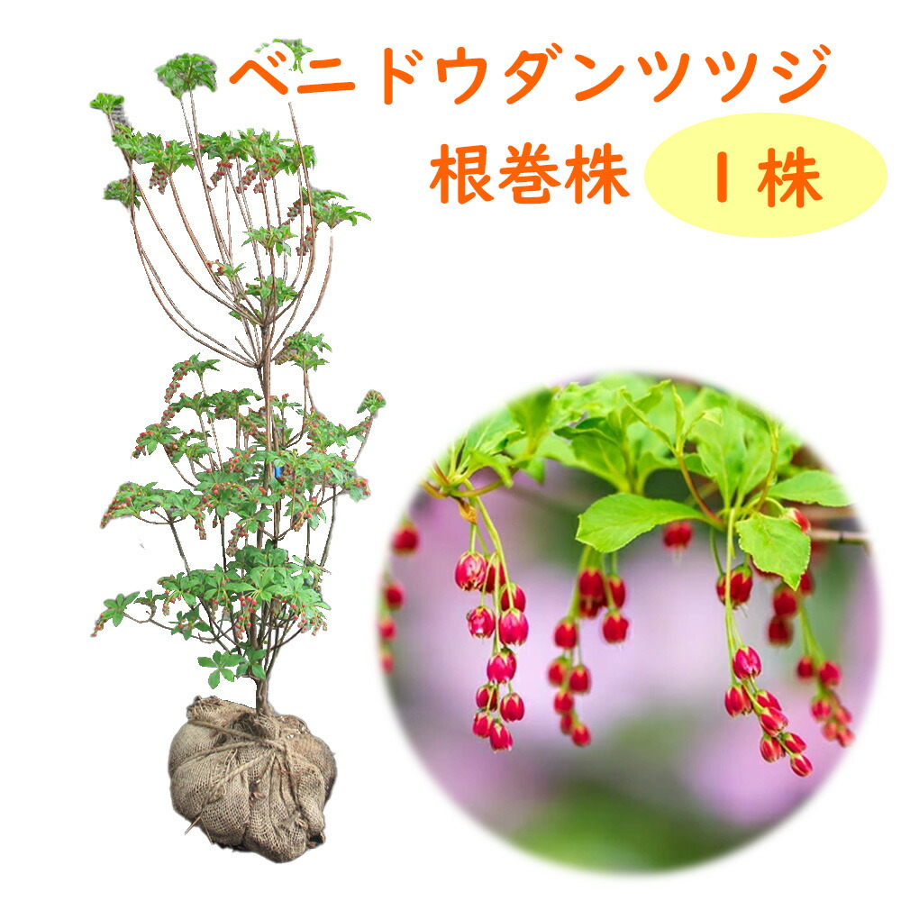 楽天市場】【現品発送Y261】ベニドウダンツツジ(紅ドウダンツツジ) 小