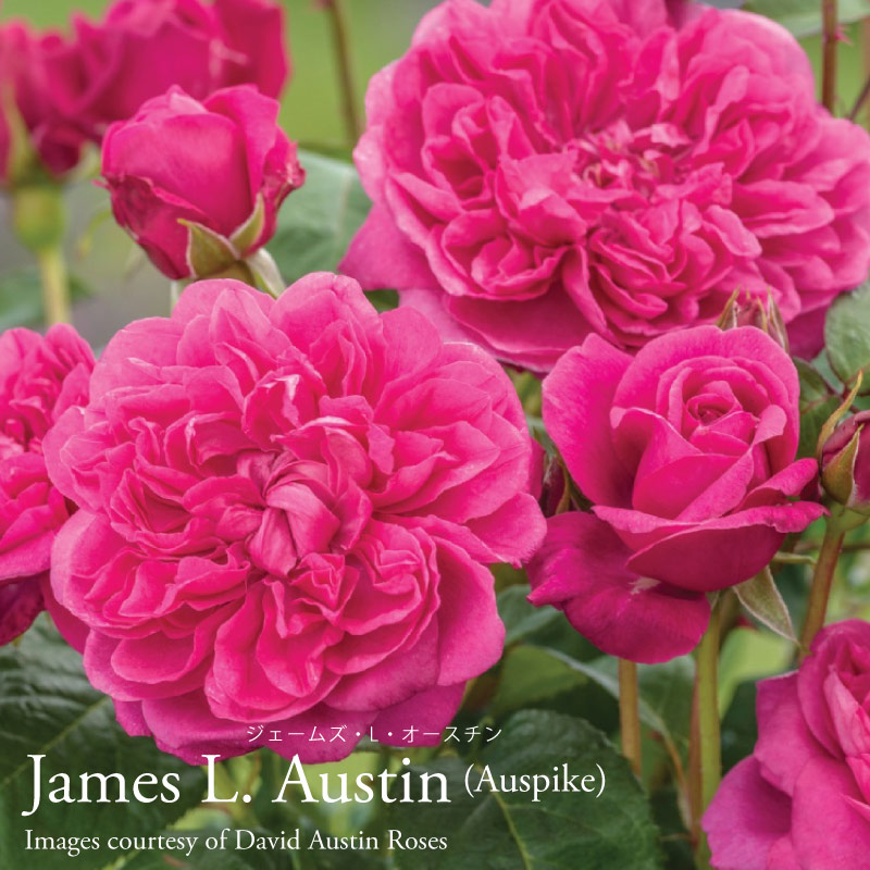 楽天市場】バラ苗 イングリッシュローズ大苗 メアリー・ディレイニー